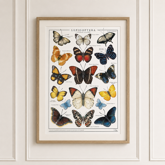 Lepidoptera Print