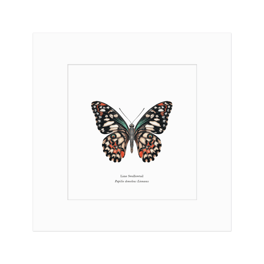 Lime Swallowtail Butterfly Print