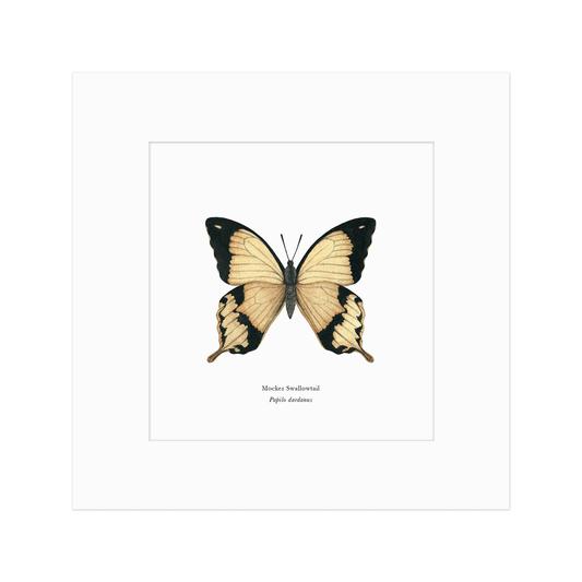 Mocker Swallowtail Butterfly Print