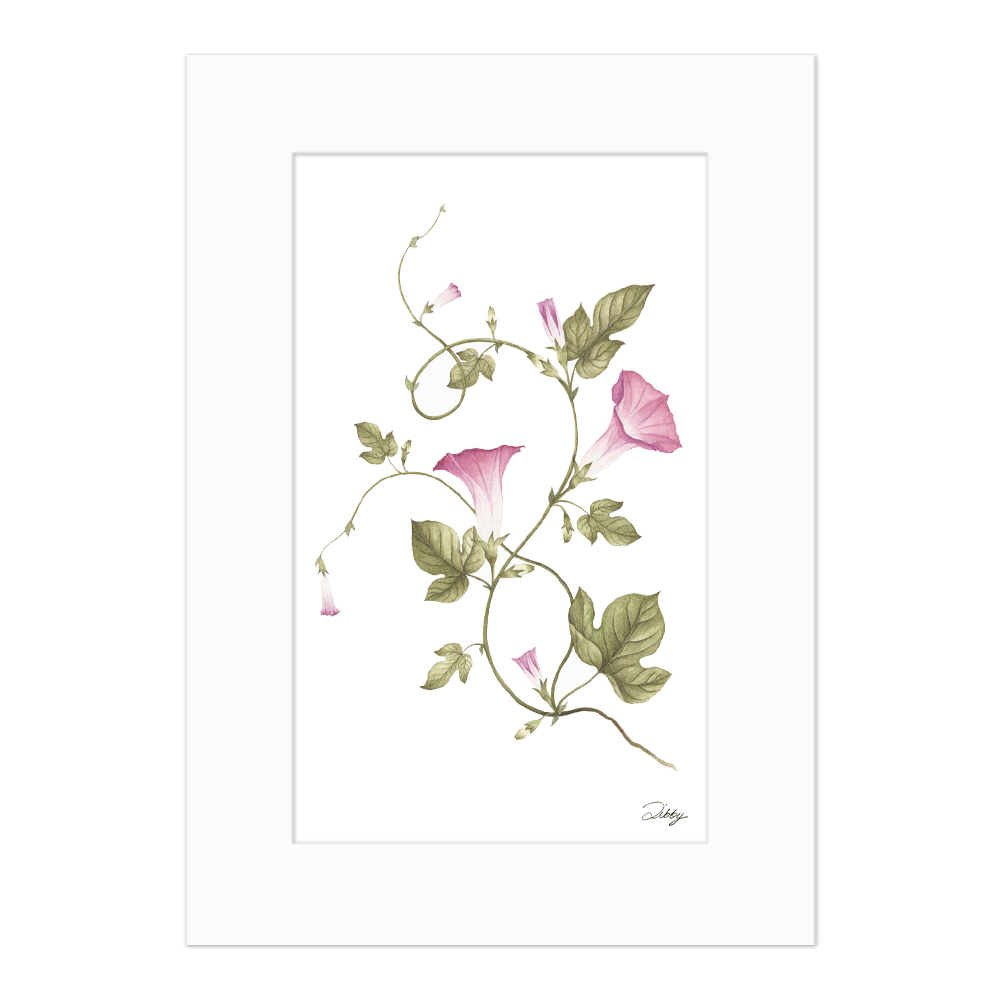 September - Morning Glory Print