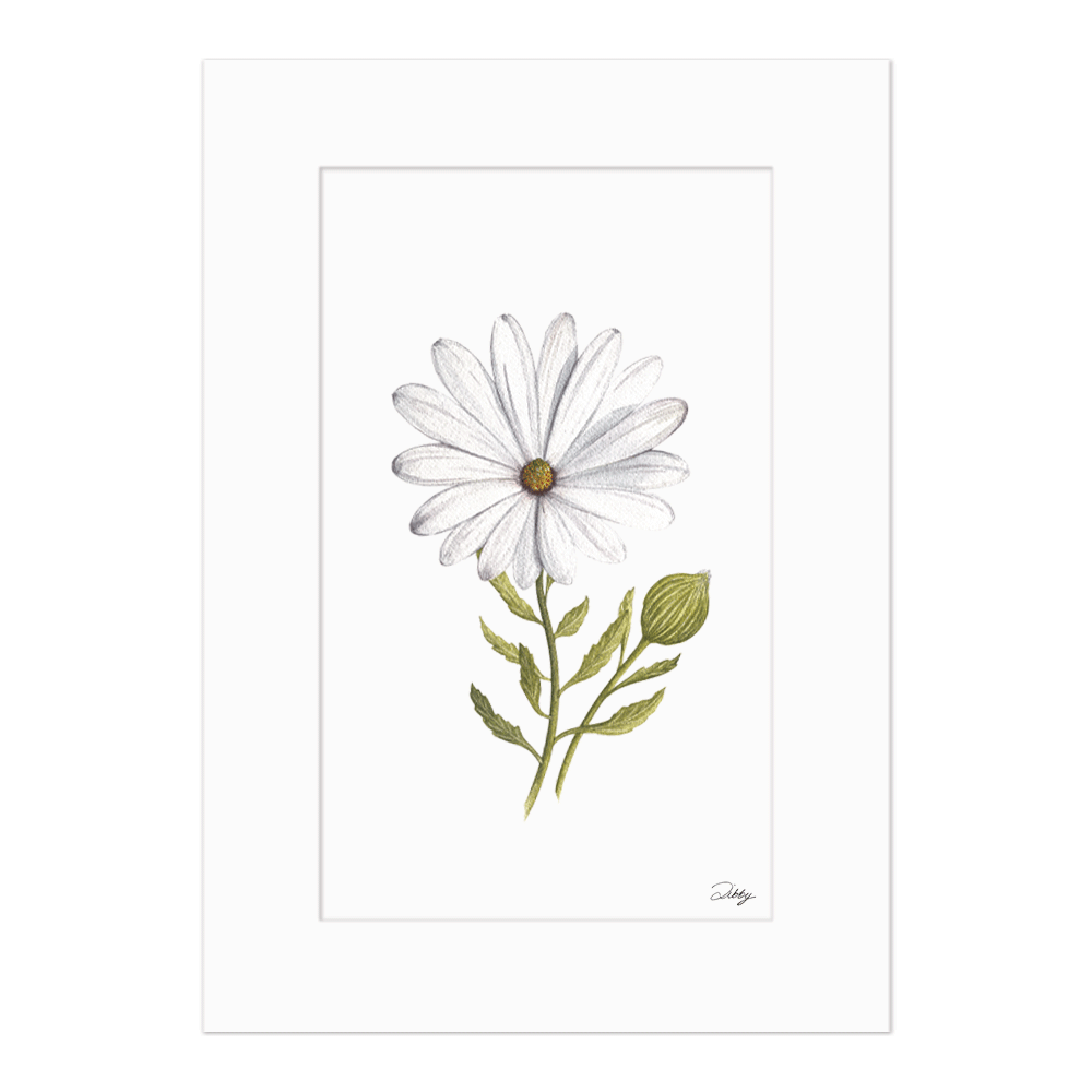 "Namaqua Daisy" Print