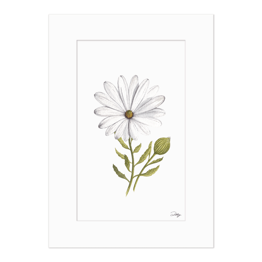 "Namaqua Daisy" Print