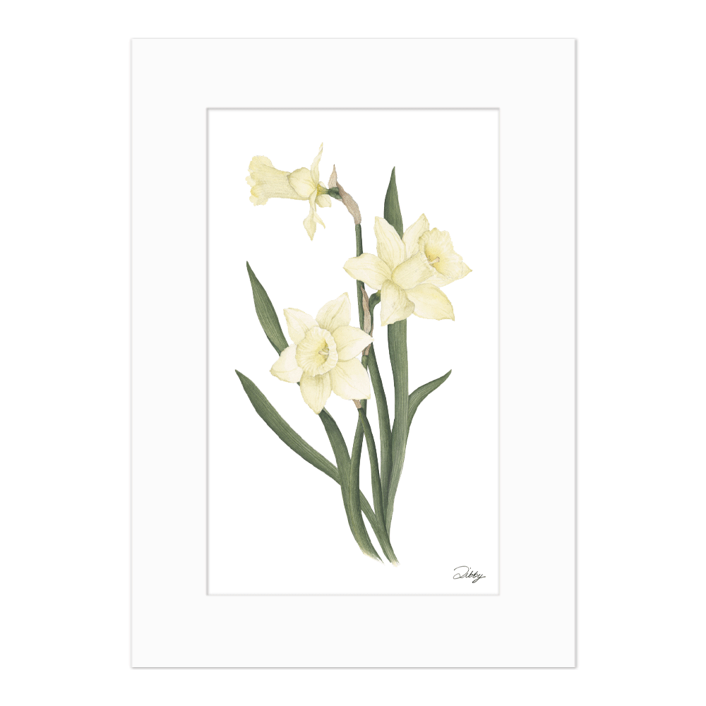 December - Narcissus Print
