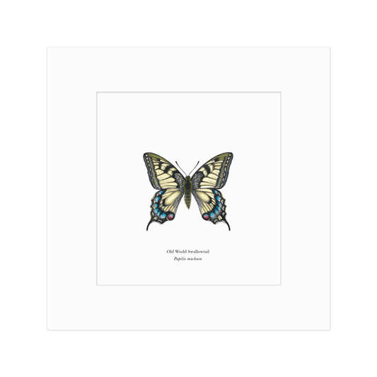 Old World Swallowtail Butterfly Print