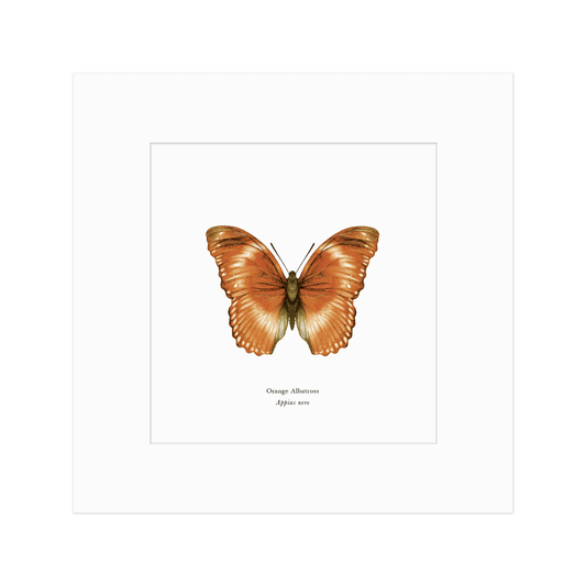 Orange Albatross Butterfly Print
