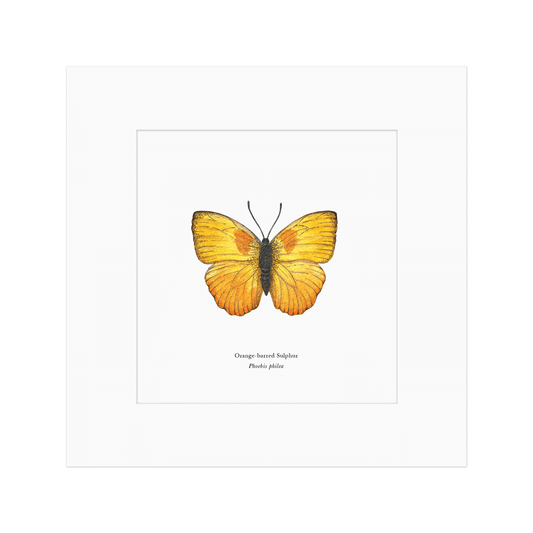 Orange-barred Sulphur Butterfly Print