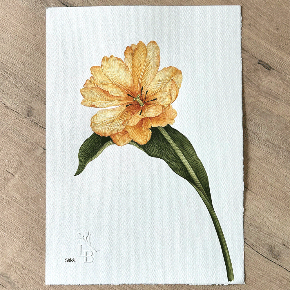 Tulipa 'Desert Sun' - Unframed Original Painting