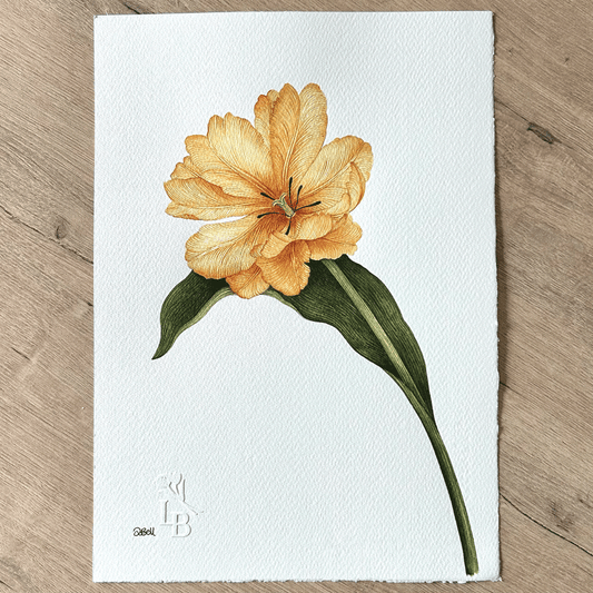 'Tulipa Desert Sun' - Unframed Original Painting