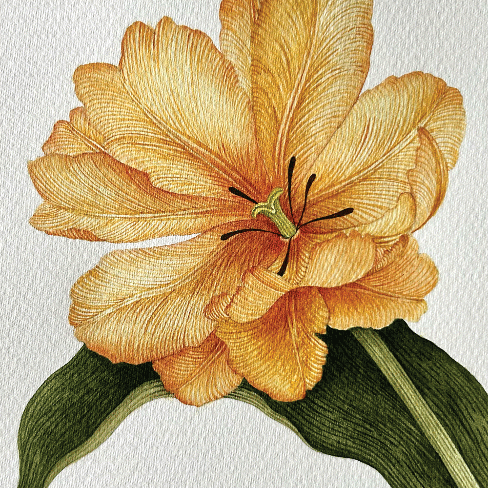 Tulipa 'Desert Sun' - Unframed Original Painting
