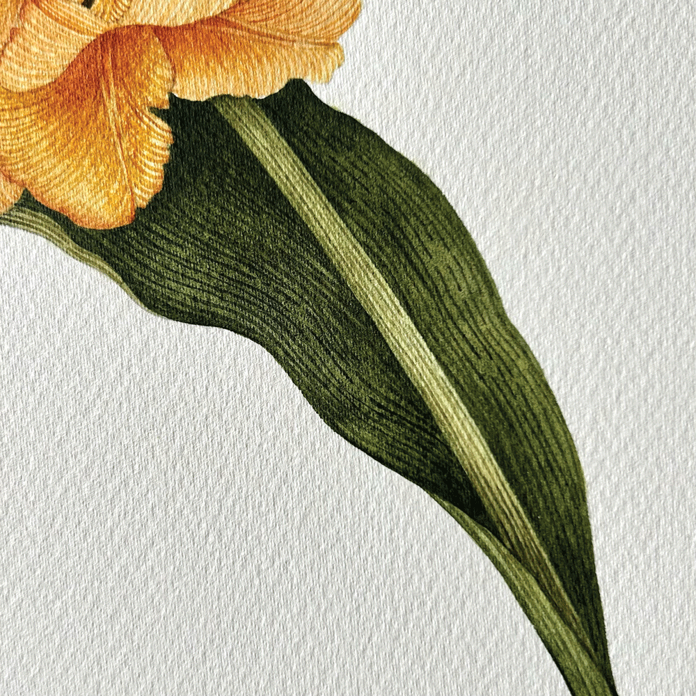 Tulipa 'Desert Sun' - Unframed Original Painting