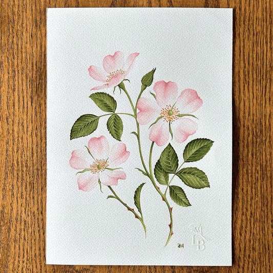 Dog Rose Study - Unframed Original Painting