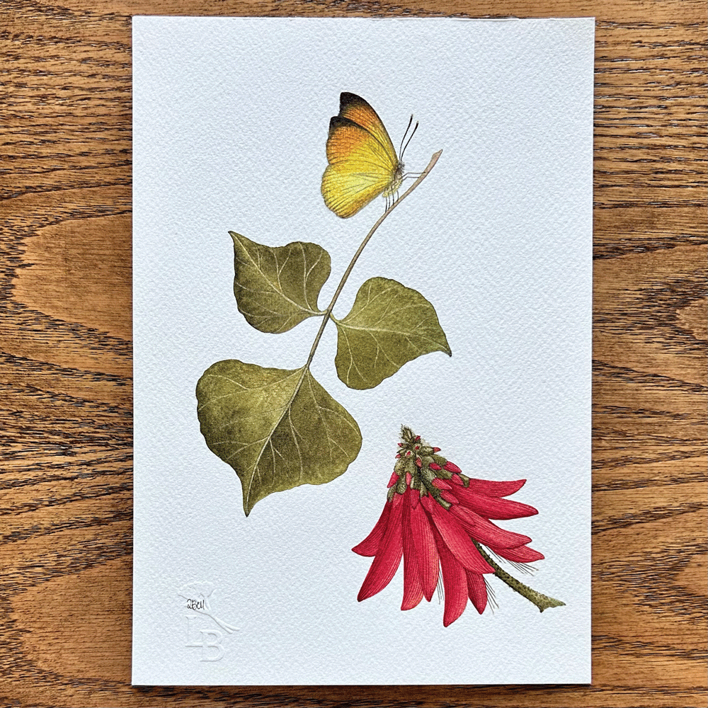 Coral Tree Study - Unframed Original Painting