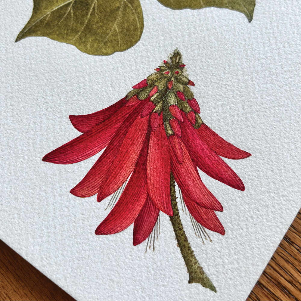 Coral Tree Study - Unframed Original Painting