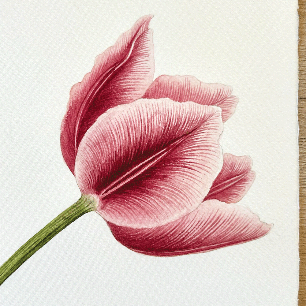 Tulipa 'Carnival de Nice' - Unframed Original Painting