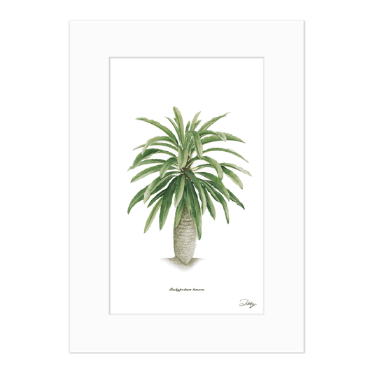 Pachypodium Lamerai Print