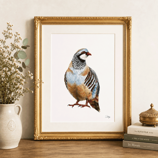Red-Legged Partridge Print