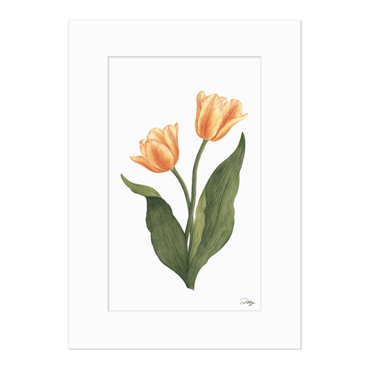 "Peach Blossom" Tulips Print