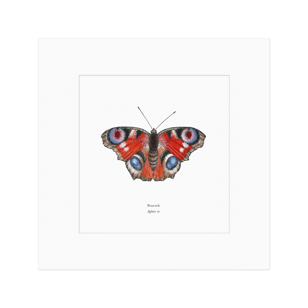 Peacock Butterfly Print