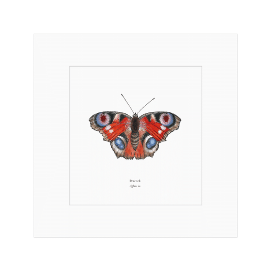 Peacock Butterfly Print
