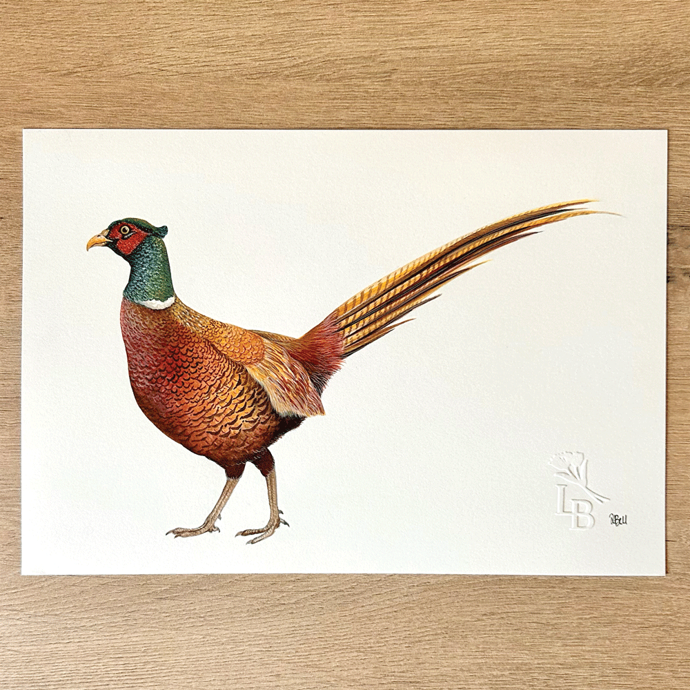 Balmoral Pheasant - Unframed Original Painting