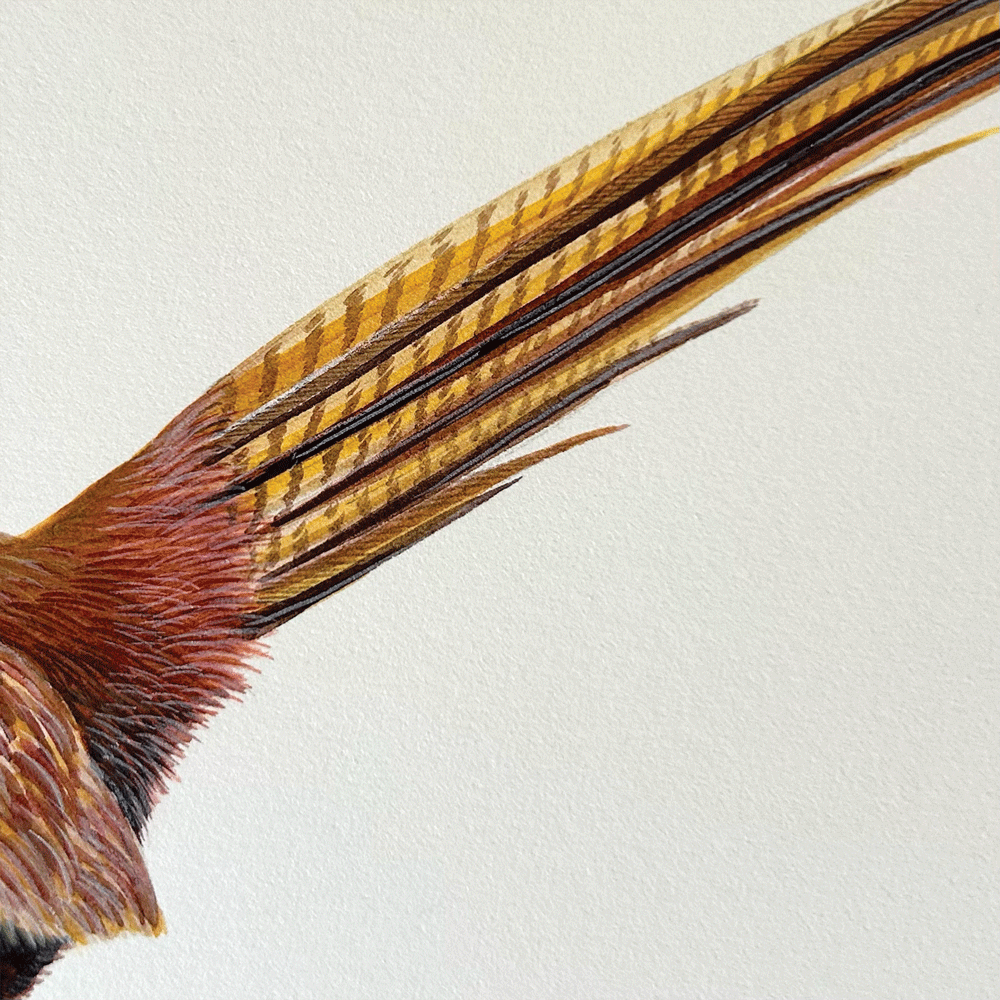 Balmoral Pheasant - Unframed Original Painting