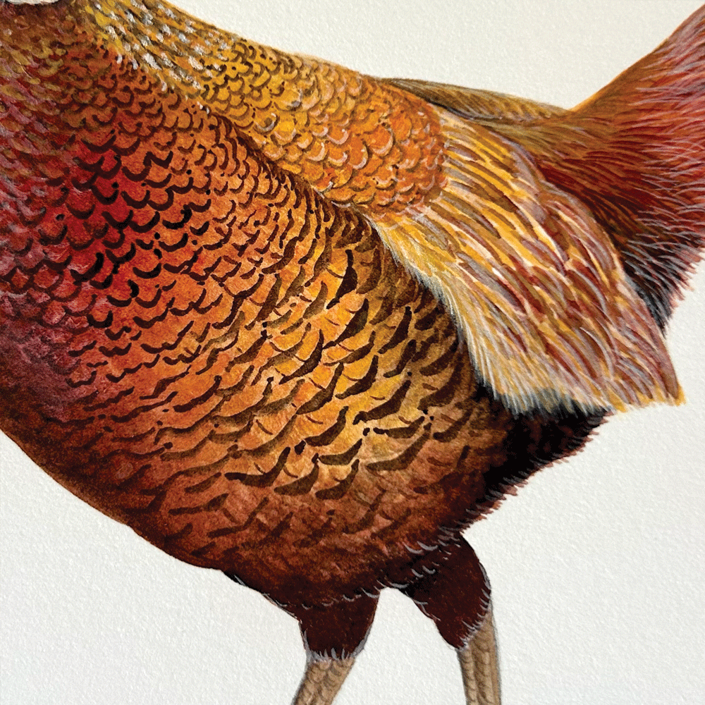 Balmoral Pheasant - Unframed Original Painting