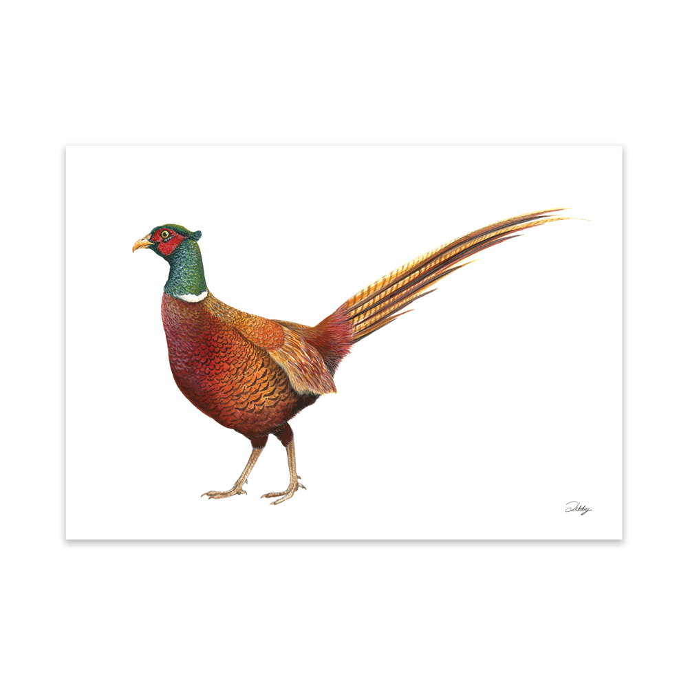 Balmoral Pheasant Print