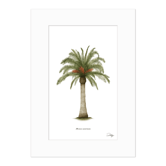 Phoenix Canariensis Print