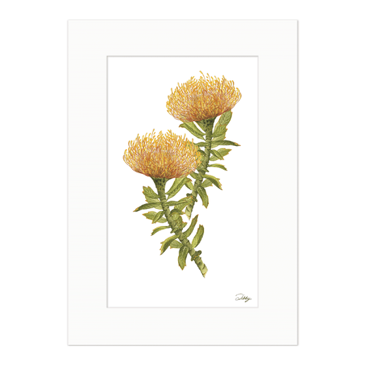 Leucospermum Cordifolium (Pincushion Protea) Print