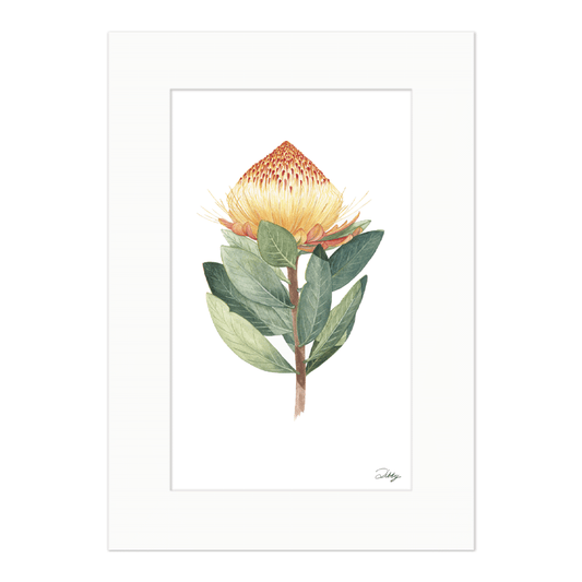 Protea Caffra (Yellow Sugarbush) Print