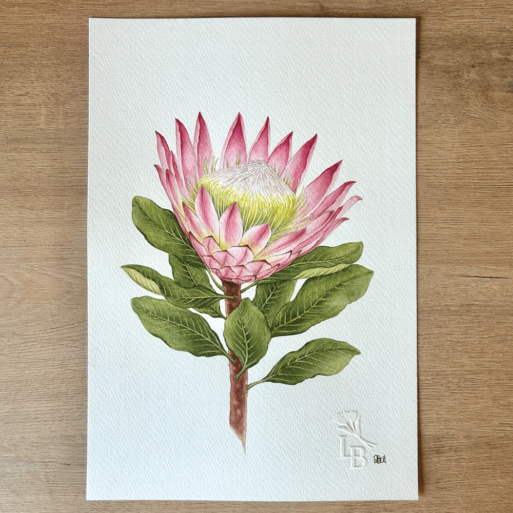King Protea (Protea cynaroides)- Unframed Original Painting