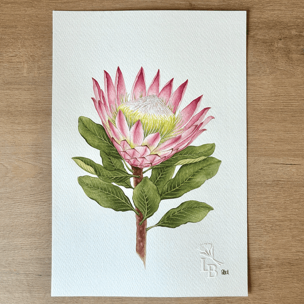 King Protea Original