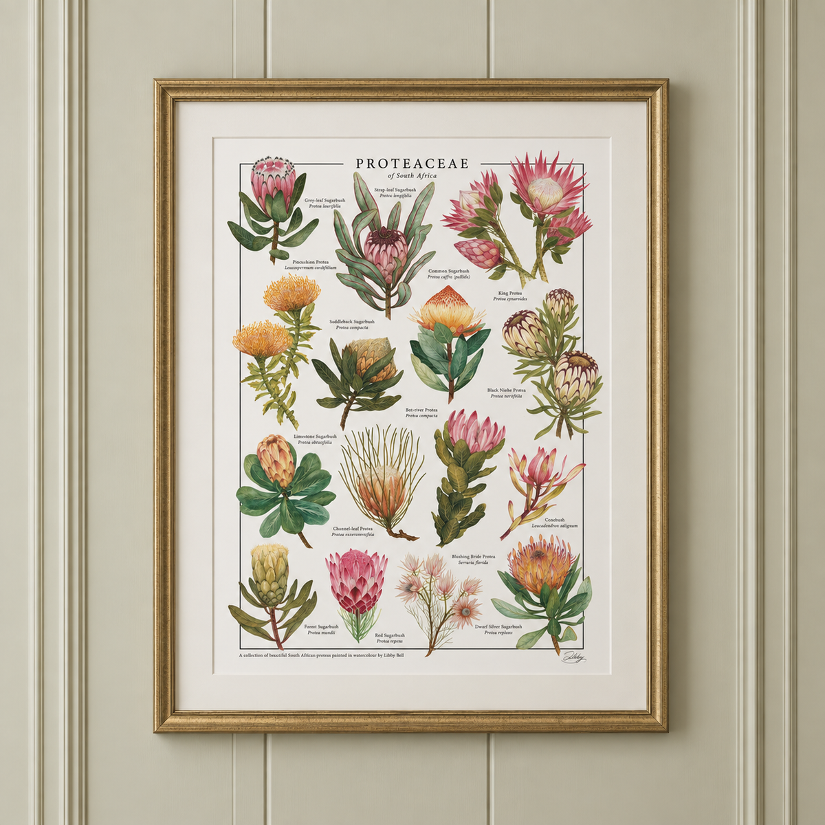 Proteaceae Print