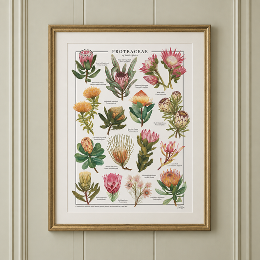 Proteaceae Print