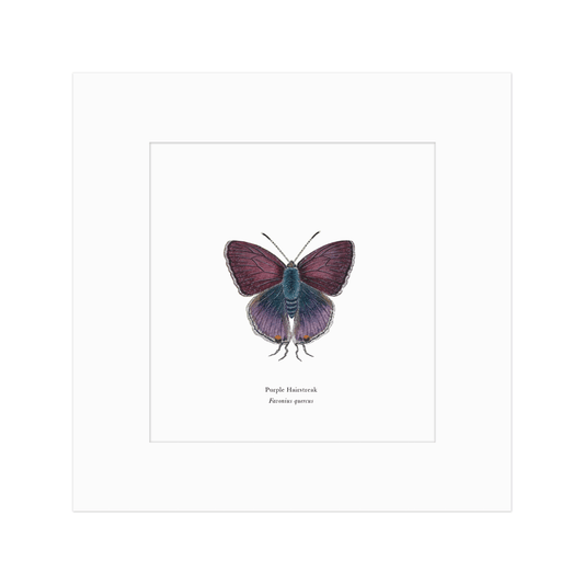 Purple Hairstreak Butterfly Print
