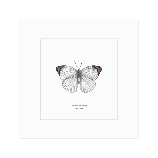Common Purple-tip Butterfly Print
