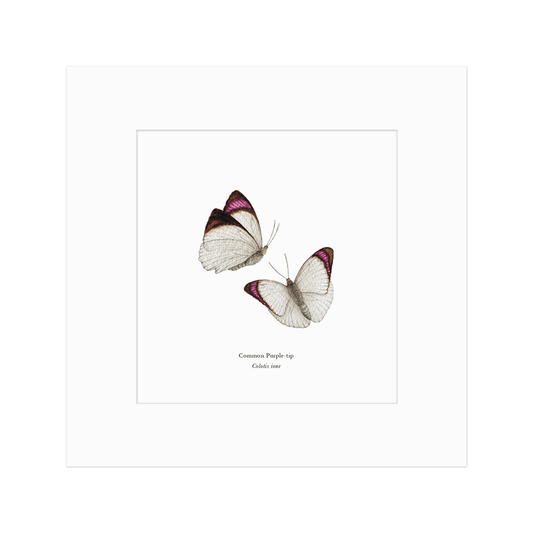 Common Purple-tip Butterfly Pair Print