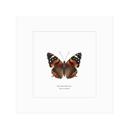 Red Admiral Butterfly Print