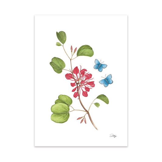 Red Bauhinia with Common Blue butterflies Print