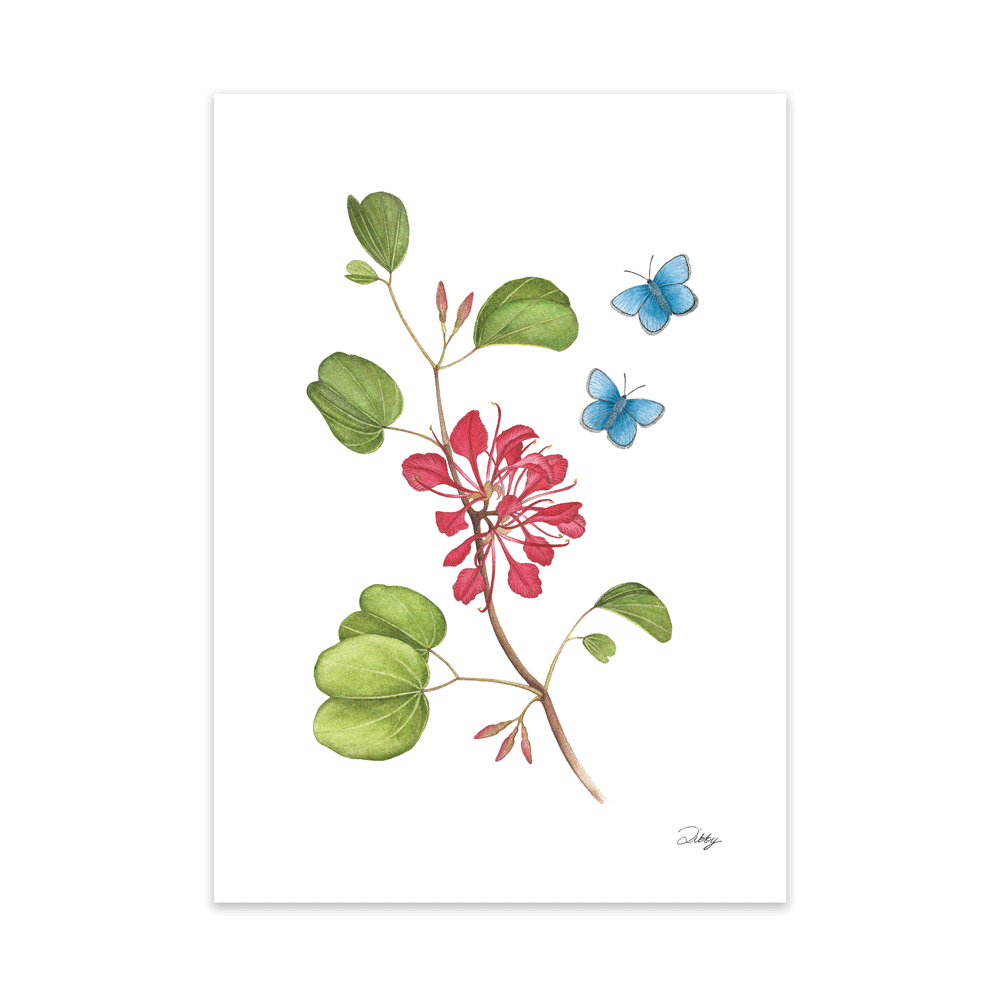 Red Bauhinia with Common Blue butterflies Print