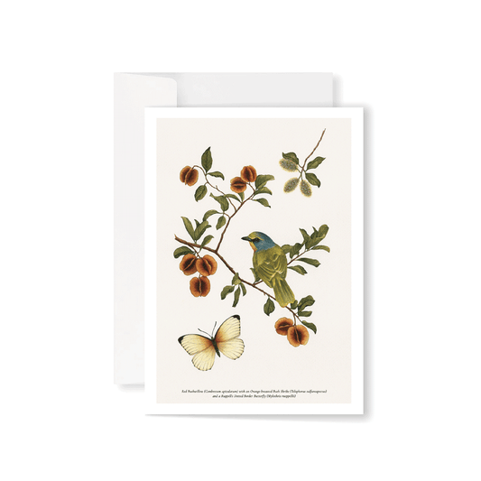 Bushwillow Study Greeting Card