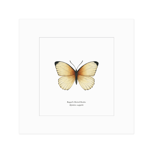 Ruppel's Dotted Border Butterfly Print
