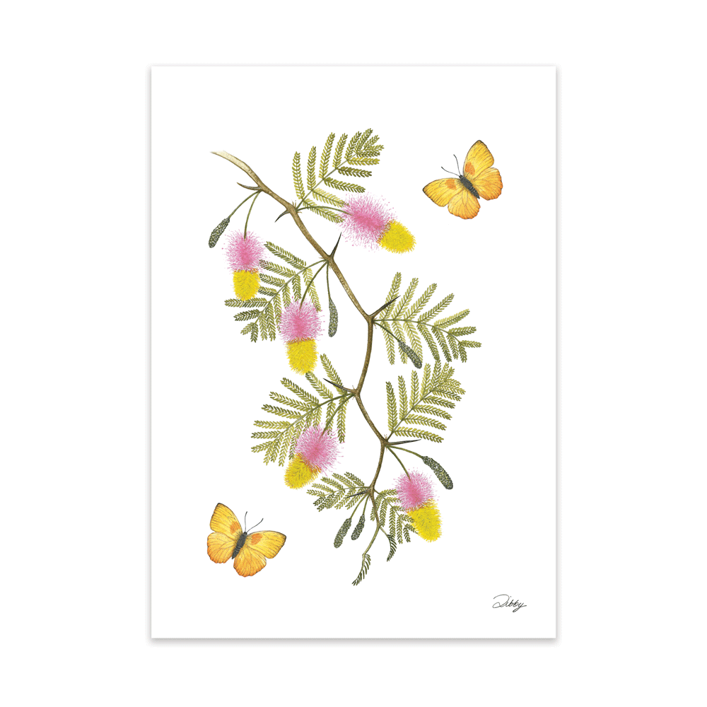 Sickle Bush Blossoms with yellow butterflies Print