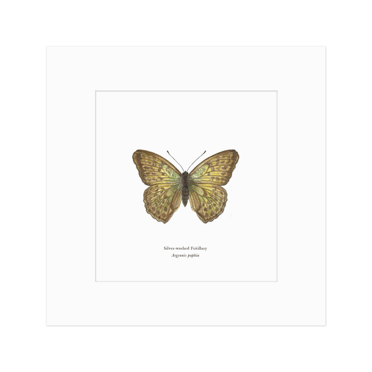 Silver-washed Fritillary Butterfly Print