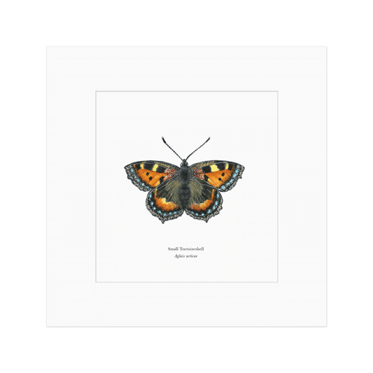 Small Tortoiseshell Butterfly Print
