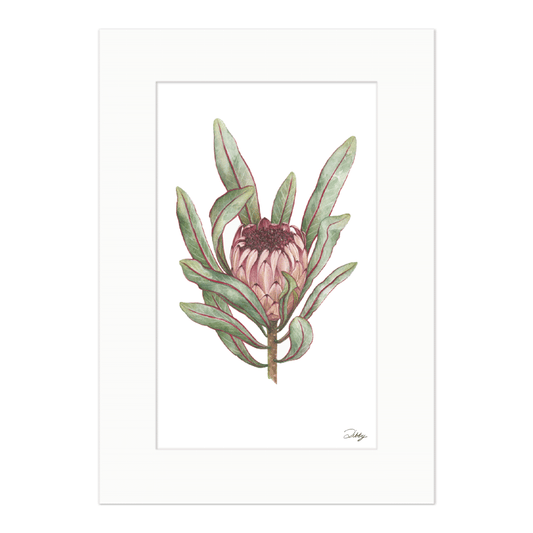 Protea Lorifolia (Strap-leaved Sugarbush) Print