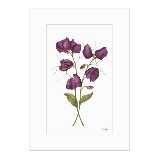 "Black Knight" Sweet Peas Print
