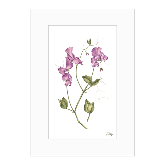 Sweet Pea "Royal Family Blue" Print