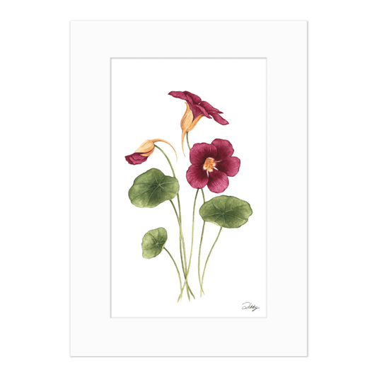 Tom Thumb Black Velvet Nasturtiums Print