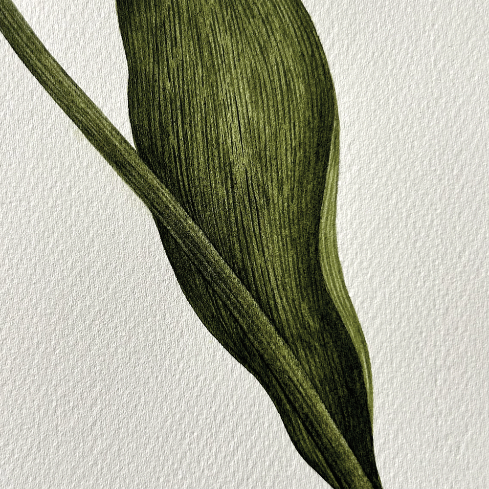 Tulipa 'White Parrot' - Unframed Original Painting